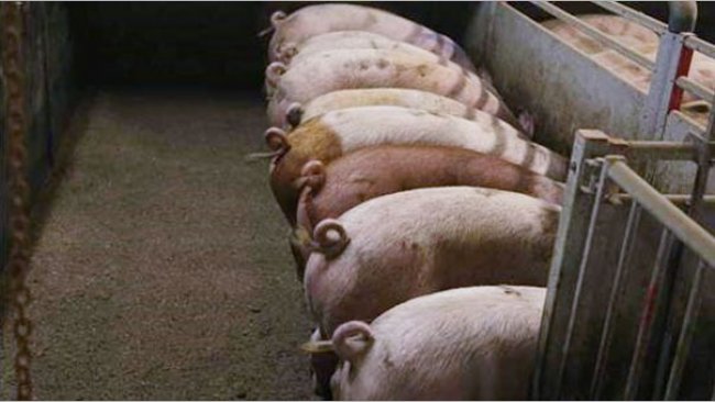 Picture 1. Intact (non-docked) pigs. Picture courtesy of Inge B&ouml;hne
