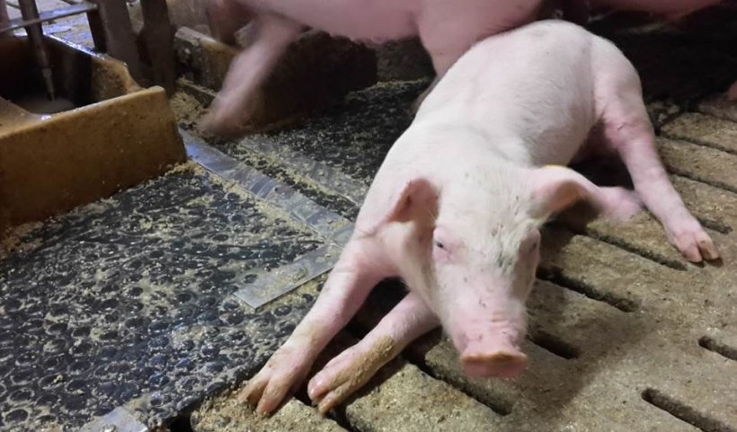 Oedema disease&nbsp;is increasing again and is affecting pig herds across the whole of Europe.
