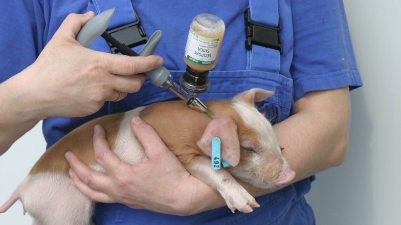 Vaccination against oedema disease is now protecting over ten per cent of pigs in some countries.
