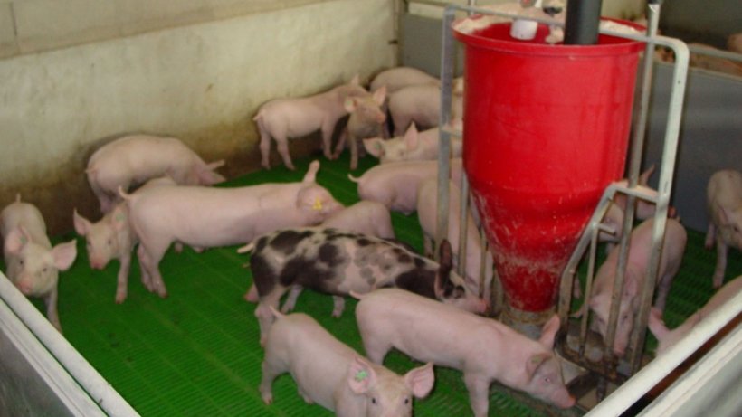 At weaning, a series of factors coincide that make it a high health risk stage: loss of maternal immunity; piglet&nbsp;immunity not fully developed yet; they stop receiving IgA from milk; change from liquid to solid diet; stress at weaning associated with piglet mixing, change of location, etc. Photo by: Lali Coma
