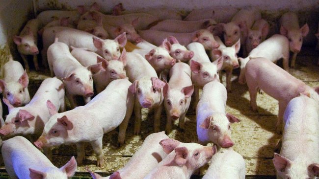Weaning many piglets is not easy, and neither it is to achieve that the great majority of them have a good quality and weight. Nevertheless it is essential to be able to reduce the use of medications in the nursery. Photo by: Antonio Caballero.