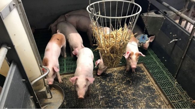Pic 1. Intact (non-docked) pigs with manipulable material. Picture courtesy of Inge Böhne