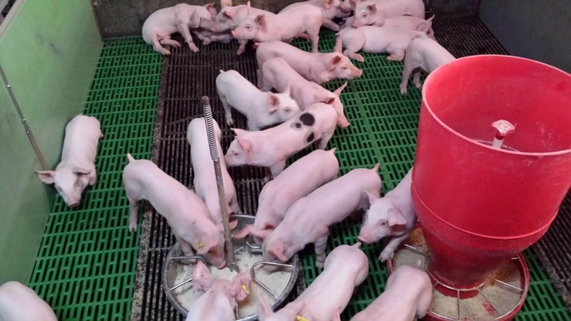 Photo 2. At the farrowing quarters,&nbsp;the piglet eats almost once every hour, and it always eats while&nbsp;the rest of the litter is also eating.&nbsp; At weaning, it is very important to provide additional feeders&nbsp;that allow the piglet to maintain that feeding pattern as a group. Additionally, creep feeders&nbsp;with water and feed facilitate learning.
