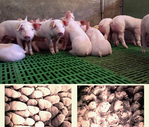 Photo 1. Post-weaning anorexia&nbsp;results in the shortening of the piglets&acute;s intestinal villi, hindering feed&nbsp;absorption and favouring the appearance of diarrhoea.
