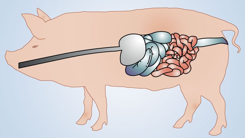 Nutritional Strategies To Promote Intestinal Health Articles Pig333 Pig To Pork Community Nutritional Strategies To Promote Intestinal Health Articles Pig333 Pig To Pork Community