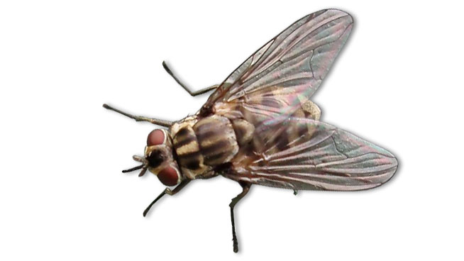 Ruồi ổn định (Stomoxys calcitrans)
