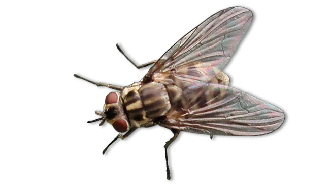 Stable fly (Stomoxys calcitrans)
