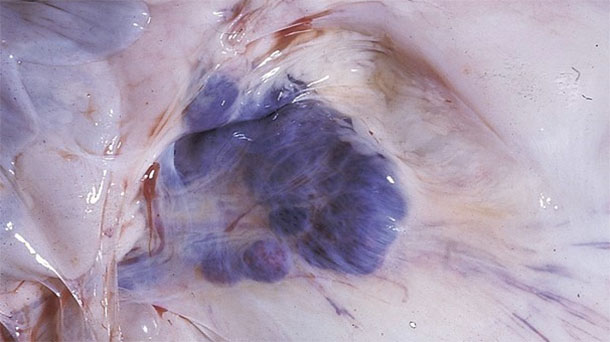 Figure 6. Autopsy findings in affected pigs, note haemorrhages in the mesenteric lymph nodes.
