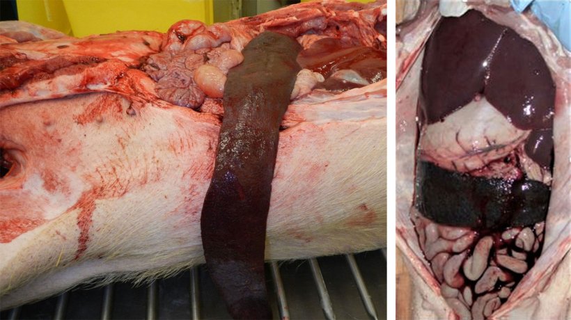 Figure 5. Autopsy findings in affected pigs, note markedly enlarged liver and spleen.
