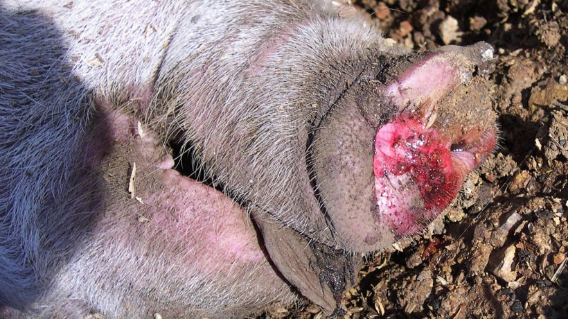 Figure 4. Bloody froth in a nasal discharge from affected pig.
