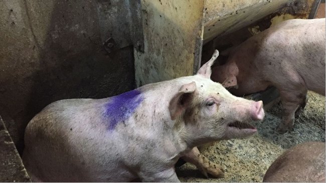 Figure 1. Pig coughing in a hospital pen. Note: The feeder in the hospital pen is dry meal ad libitum.