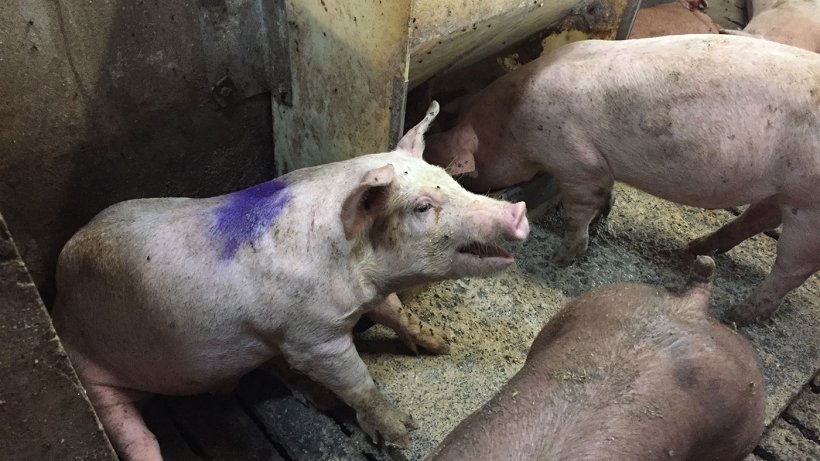 Influenza Type A Outbreak In A Minimal Disease Farm Articles