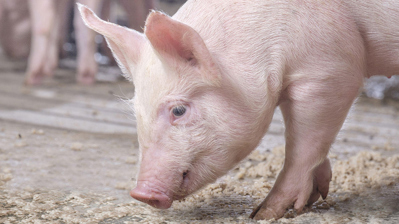 Piglet