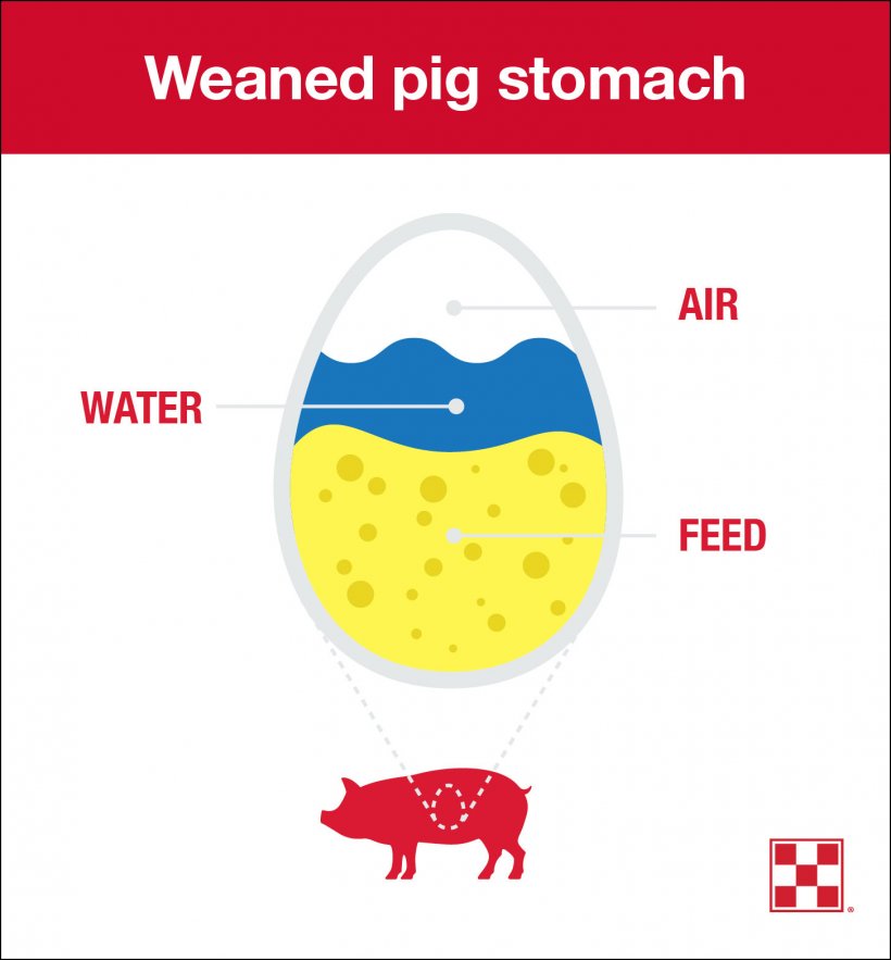 Stomach size is a limiting factor in weaned pig feed intake. At 21 days, a pig&rsquo;s stomach is the size of an egg, and pigs can only eat 1 ounce of feed at a time. To meet weaned pigs&rsquo; nutritional needs, encourage repeat feeding behavior.
