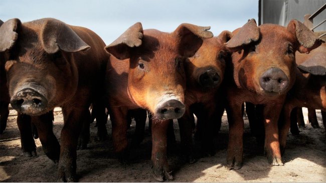 Pigs