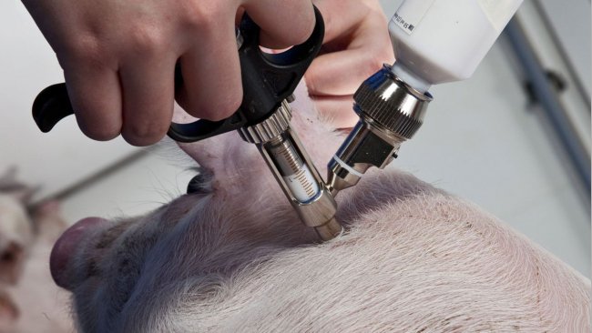 Injected intramuscularly, the new swine flu vaccine has been used successfully in Germany to provide protection against the pandemic flu strain.