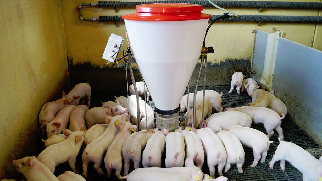 New automatic feeder for young piglets 