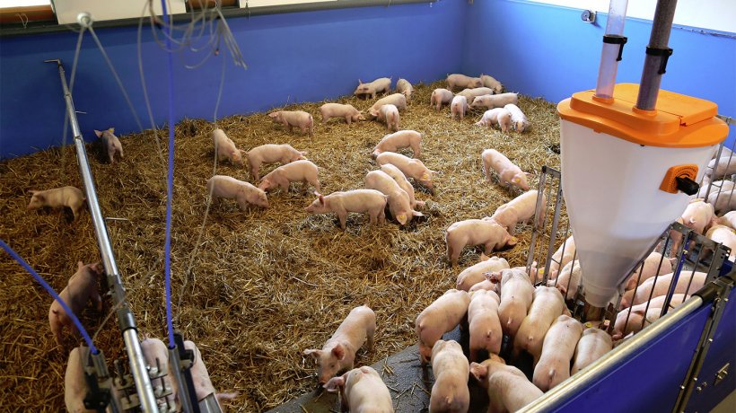 A new principle for applying straw for piglets and porkers will be presented at Agromek 2018 by Big Dutchman A/S.
