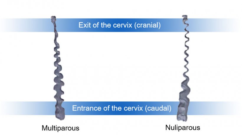 Figure 1. Cervix of nulliparous and multiparous sow.

