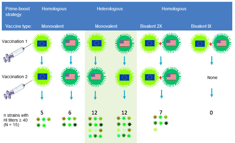 Fig 2. Effect of traditional and heterologous prime-boost vaccination regimens on the breadth of the anti-H3N2 antibody response. European and North American H3N2 SwIV strains are indicated by different flags. Sera collected 14 days after the second vaccination were tested against 15 antigenically distinct viruses including the vaccine strains. The numbers represent the number of viruses against which HI antibody titers were ≥ 40.