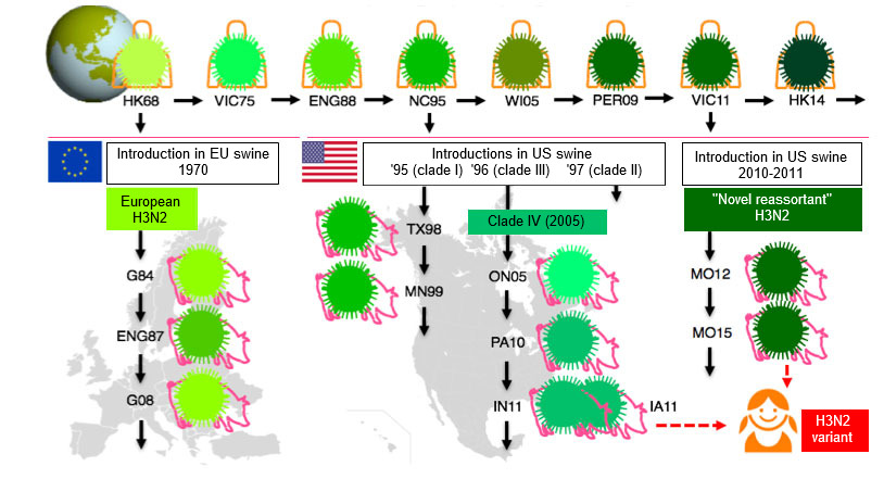 Fig 1. Evolution of H3N2 influenza viruses in humans and in swine. Different shades of green
point to antigenic differences in the H3 HA; virus strains are indicated with the place
(abbreviated) and year of isolation. Human viruses were introduced into the swine population
in the early 1970s in Europe and in the mid 1990s and in 2010 in North America. This has led
to the current circulation of 3 different H3N2 SwlV clades (see boxes), one in Europe and two
in North America. The North American clades occasionally jump back into the human
population and are then designated "variant" viruses.