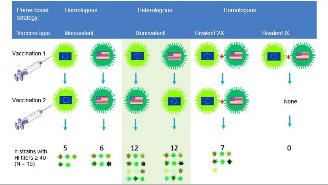 Fig 2. Effect of traditional and heterologous prime-boost vaccination regimens on the breadth of the anti-H3N2 antibody response. European and North American H3N2 SwIV strains are indicated by different flags. Sera collected 14 days after the second vaccination were tested against 15 antigenically distinct viruses including the vaccine strains. The numbers represent the number of viruses against which HI antibody titers were&nbsp;&ge; 40.
