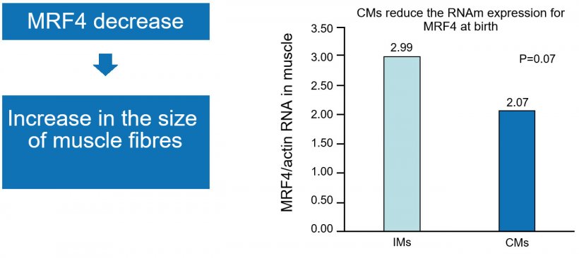 Figure 1. The drop in nuclear factor MRF4 increases muscle growth (hypertrophy).
