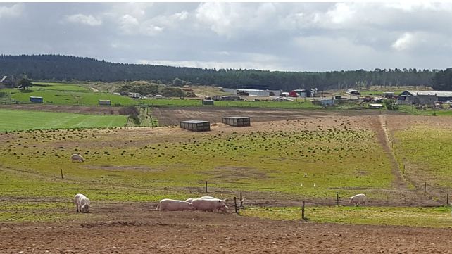 Different approaches to improving farm animal welfare - Articles - pig333, pig to pork community Different approaches to improving farm animal welfare - Articles - pig333, pig to pork community