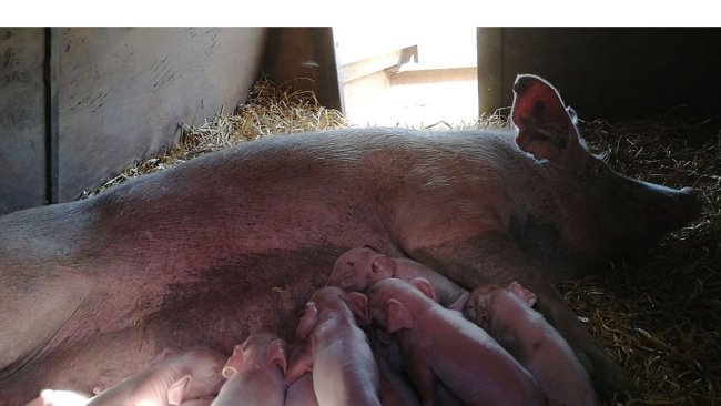 Can We Apply Principles Of Outdoor Farming On An Indoor Unit Articles Pig333 Pig To Pork Community