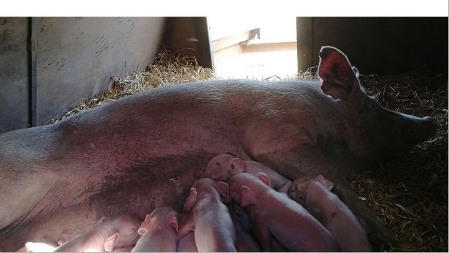 Lactating piglets.