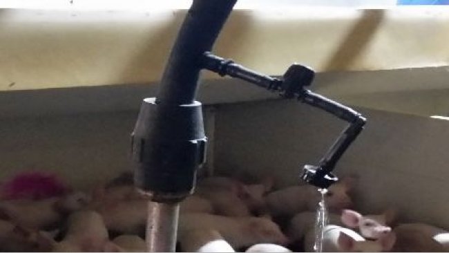 Picture 1: Example of the drip irrigation tubing, valve, and dripper in nursery pens immediately after weaning