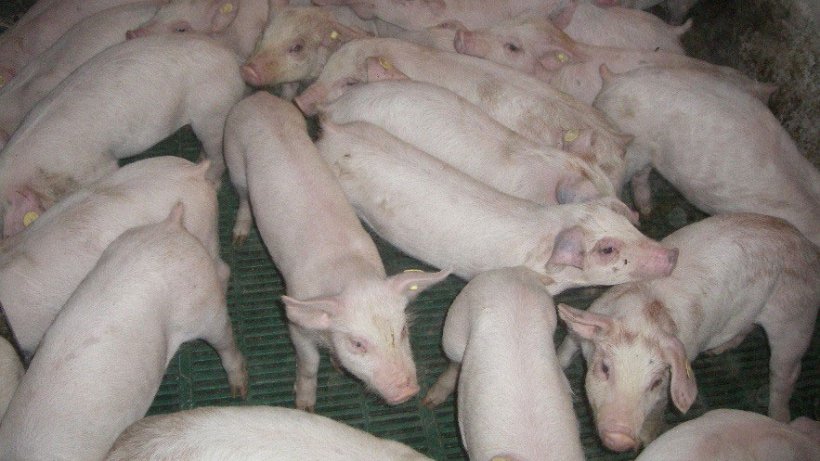 Image 2. Weaned piglets, together with gilts, are the main responsible for transmission of the intra-farm virus.
