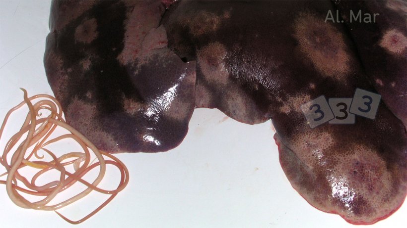 Milk spots on the liver caused by Ascaris suum.
