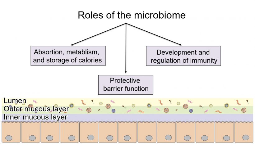 Roles of the microbiome: providing a protective intestinal barrier, digesting and metabolizing nutrients, and regulating immunity.
