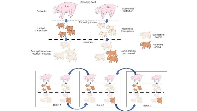 Figure 1: The spreading is further reduced in animals that obtain a better quality protection (piglets born to multiparous sows) than in piglets born to primiparous sows. In the nursery stage, the animals that have become infected in the presence of a certain level of maternal antibodies will not develop immunity actively, so the virus will be able to infect and cause recurrent influenza. Finally, the presence, at the same time, of different batches of animals with different ages facilitates the spreading of the virus between production batches, therefore perpetuating the infection.