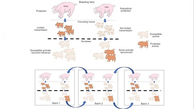 Figure 1: The spreading is further reduced in animals that obtain a better quality protection (piglets born to multiparous sows) than in piglets born to primiparous sows. In the nursery stage, the animals that have become infected in the presence of a certain level of maternal antibodies will not develop immunity actively, so the virus will be able to infect and cause recurrent influenza. Finally, the presence, at the same time, of different batches of animals with different ages facilitates the spreading of the virus between production batches, therefore perpetuating the infection.
