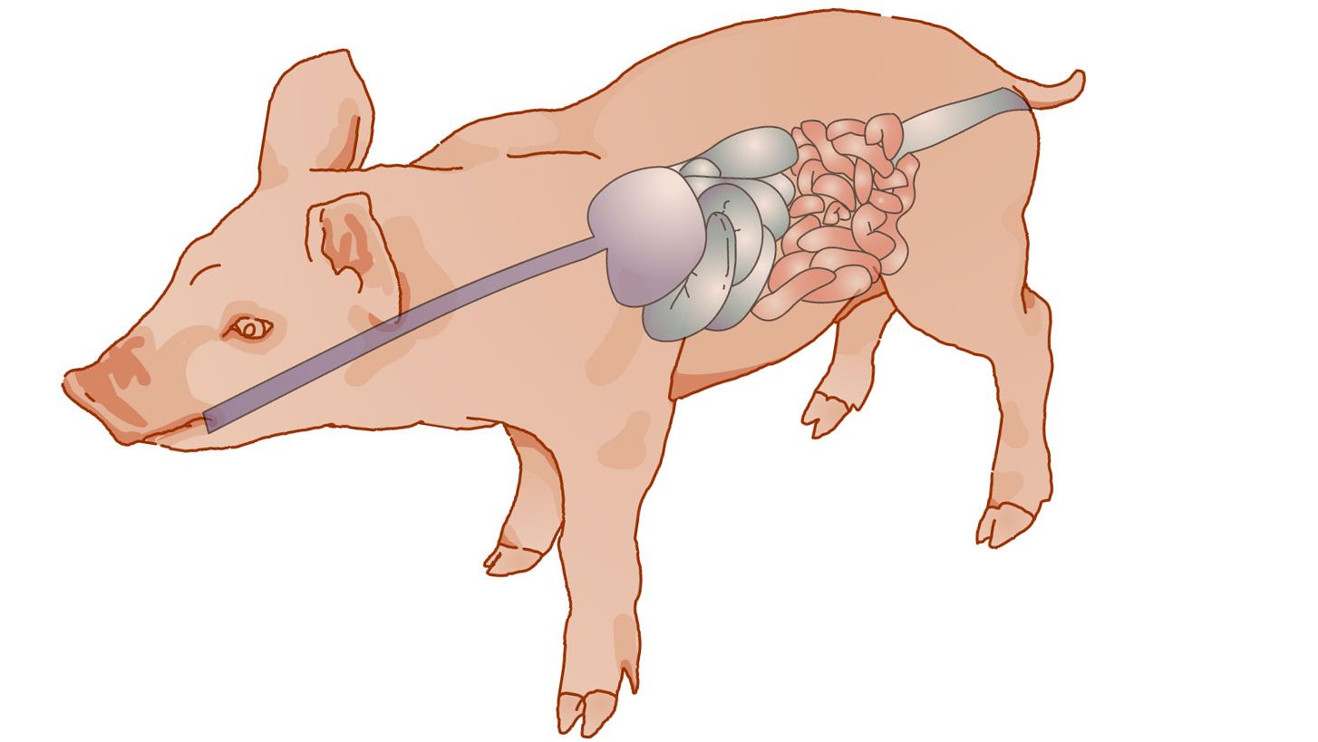 digestive system of swine and its functions