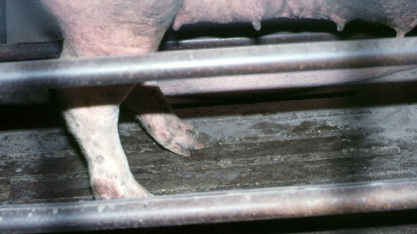 Figure 4. Dropped pasterns in the hind limb of a sow.

