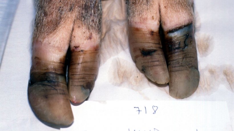 Figure 6. Hind feet of 2nd litter sow kept outdoors with excessive and uneven growth of claws with horizontal splitting.
