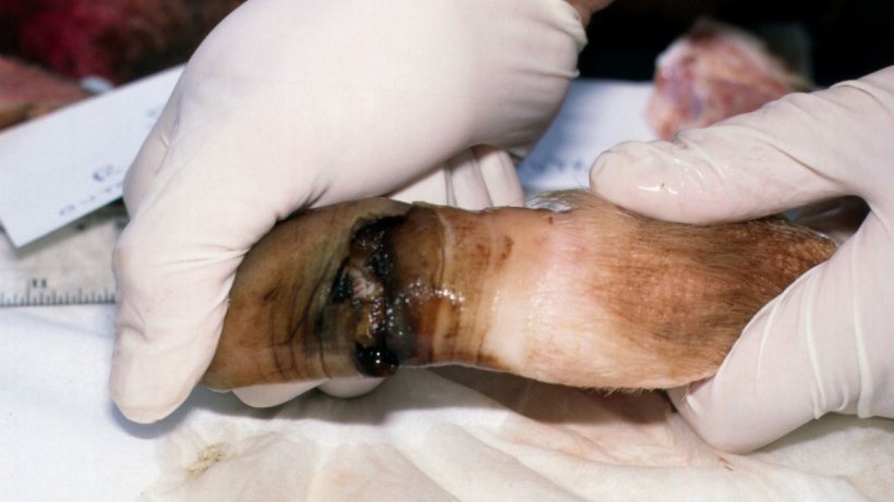 Figure 7. Separation of the distal part of the outer claw of the sow above with exposure of sensitive laminae underneath.
