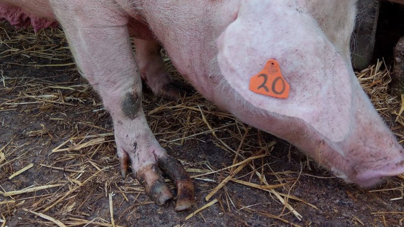 Figure 8.&nbsp; Slipper foot affecting front limb in loose house mature sow.
