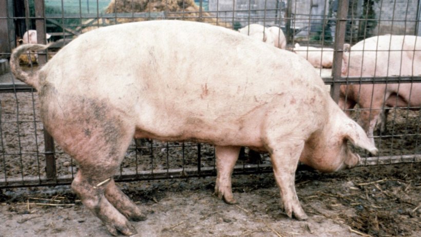 Figure 2. Upright front limbs; sloping back limbs in a sow.
