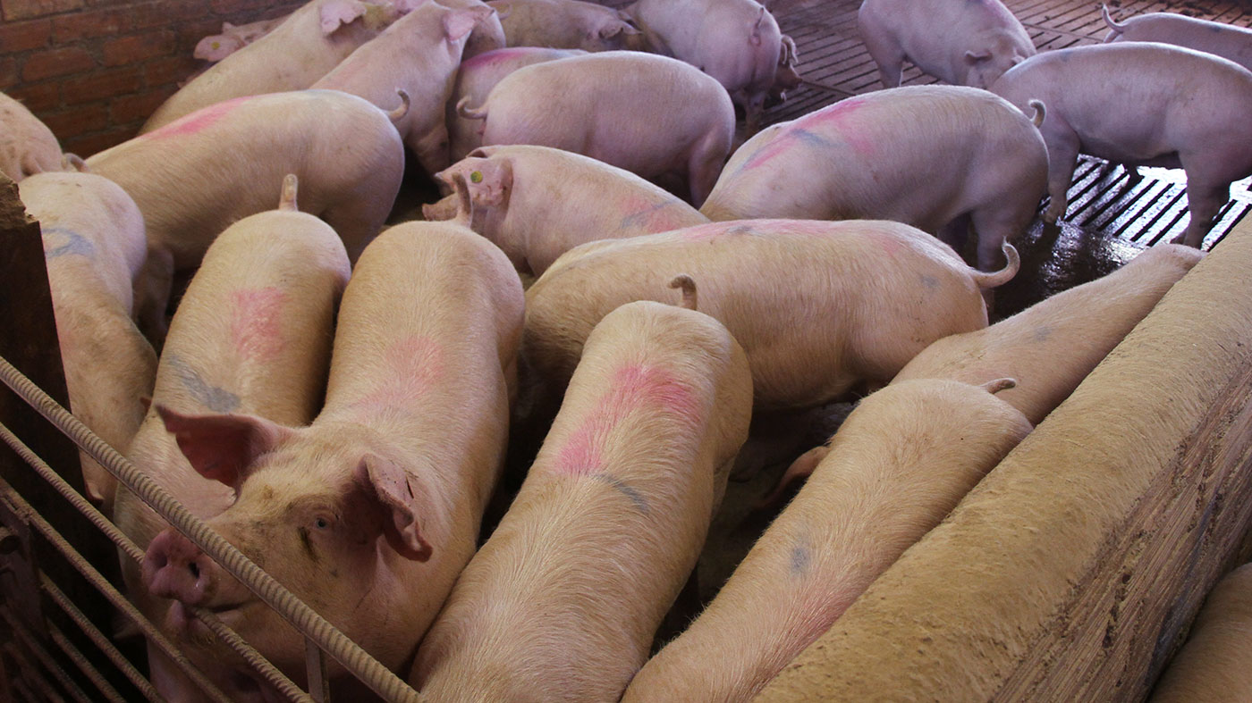 Effect of available space in fattening pens on growth and carcass