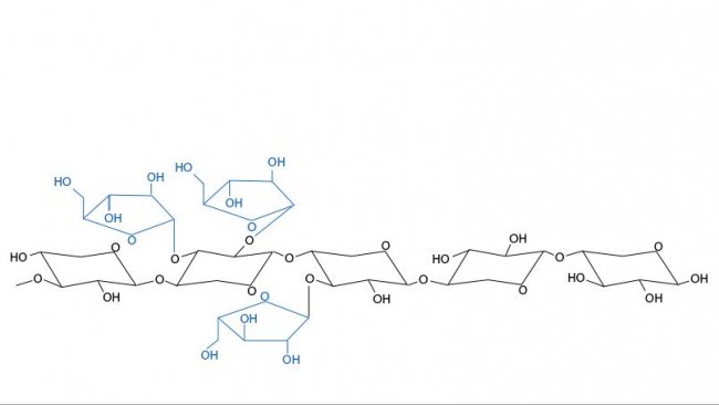 Figure 3. Chemical structure of arabinoxylans. The arabinose branches and their distribution vary depending on the cereals and between varieties of a cereal.
