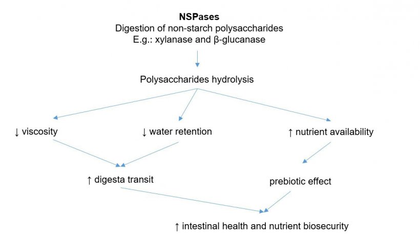 Mechanism of action of exogenous enzymes. Exogenous enzymes have prebiotic activity by hydrolyzing non-starch polysaccharides to oligosaccharides usable by certain bacteria. Adapted from Sinha 2011
