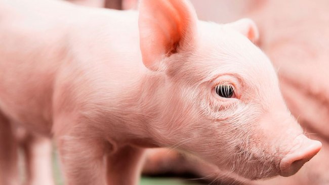 Young piglets need to be protected from coccidiosis and iron deficiency anaemia.