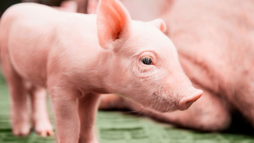 Young piglets need to be protected from coccidiosis and iron deficiency anaemia.
