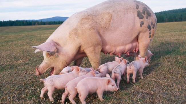 BCS SowDition enables accurate and standardized body condition scoring of sows in four simple steps, contributing to better health and management