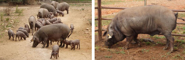 Figure 2: Alentejano sows with piglets (left) and Alentejano boar (right).
