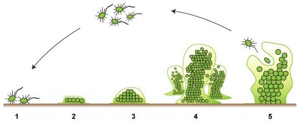 The five stages of the formation of a biofilm. Source: http://www.emerypharmaservices.com/
